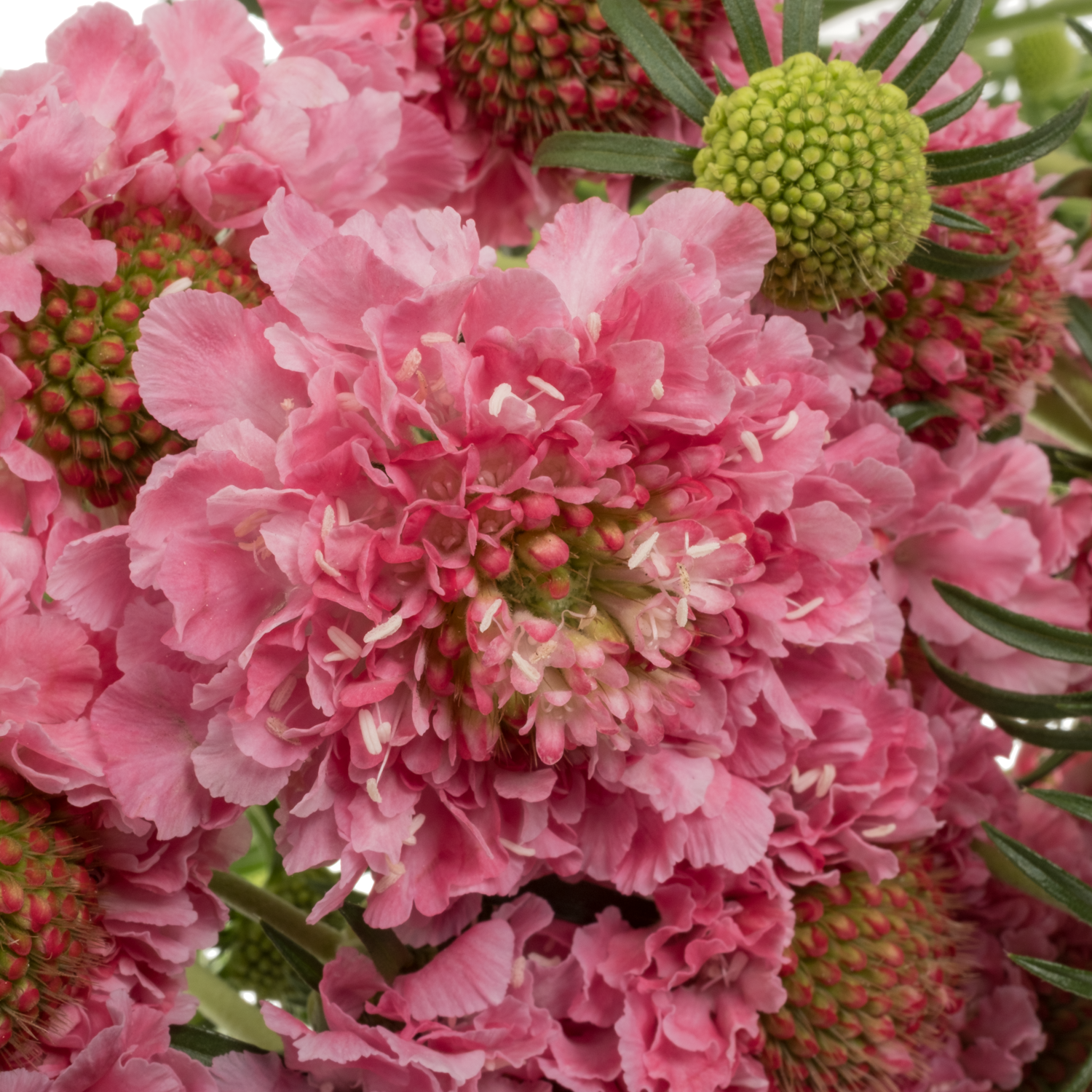 Scabiosa dunkel rosa Cotton Candy Scoop 70cm