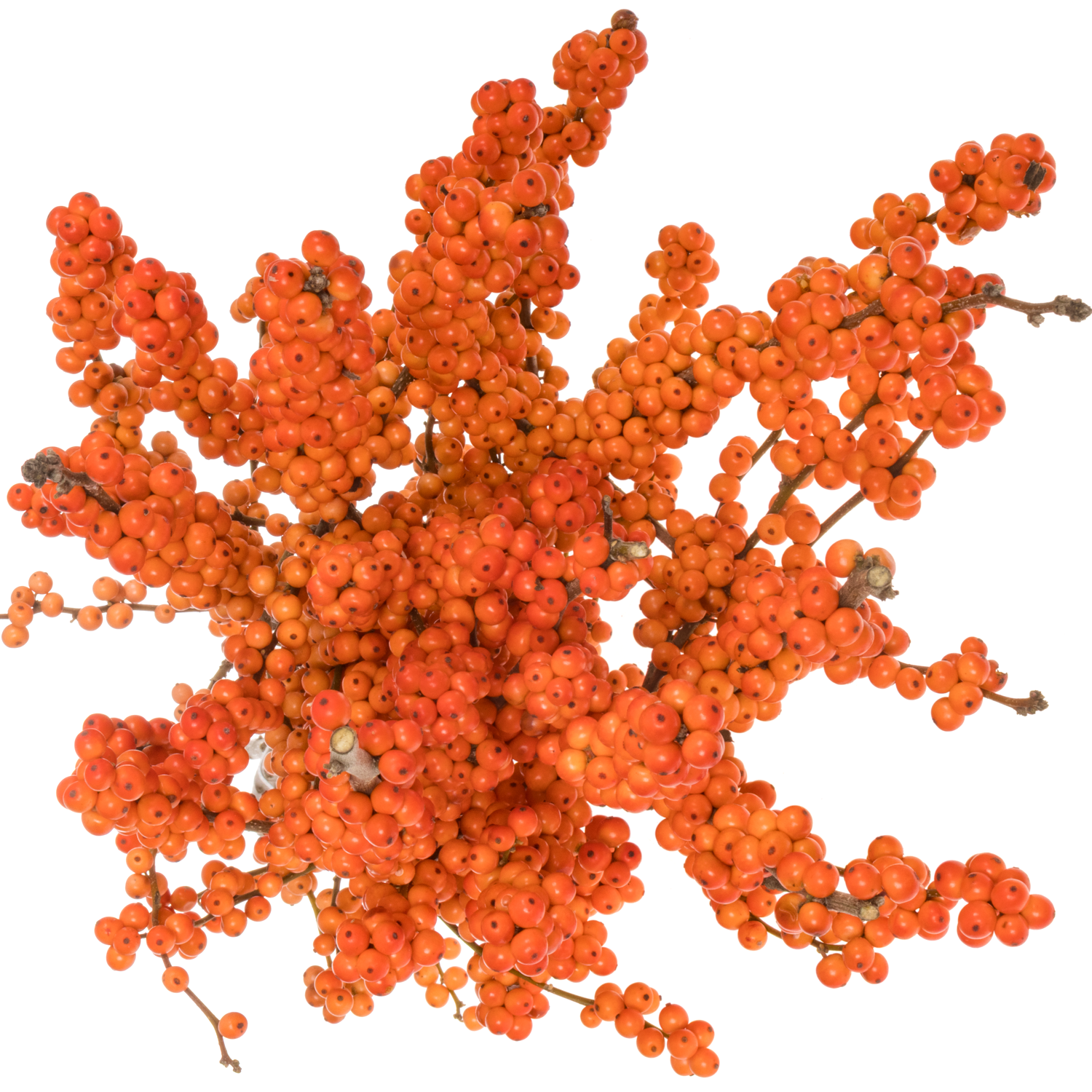 Ilex orange WinterGold 70cm