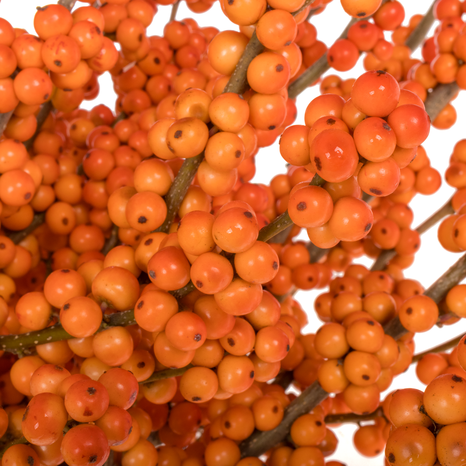 Ilex orange WinterGold 70cm