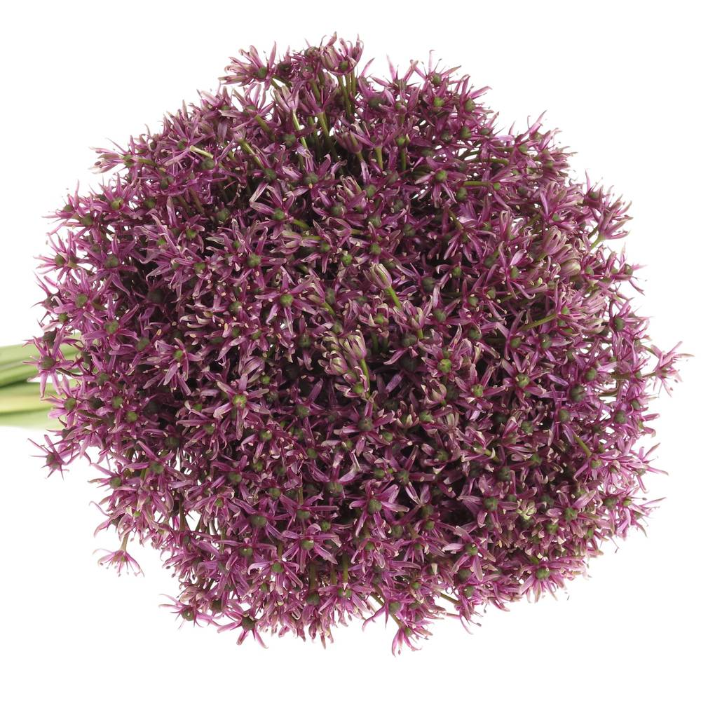 Allium lila Miami 70cm