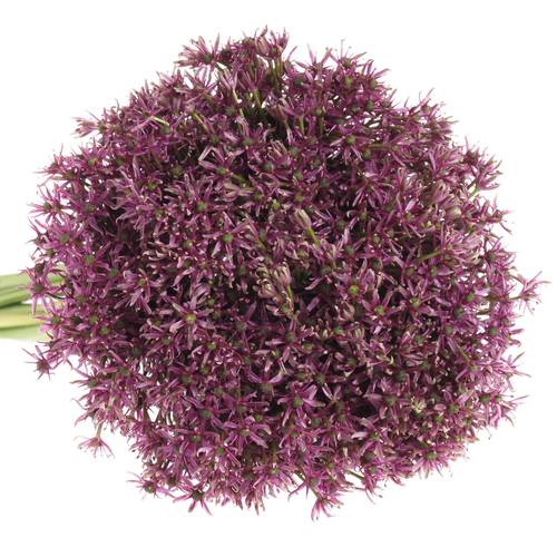 Allium lila Miami 70cm