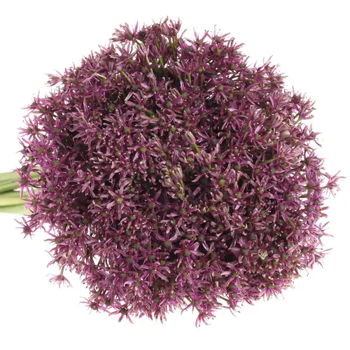Allium lila Miami 70cm