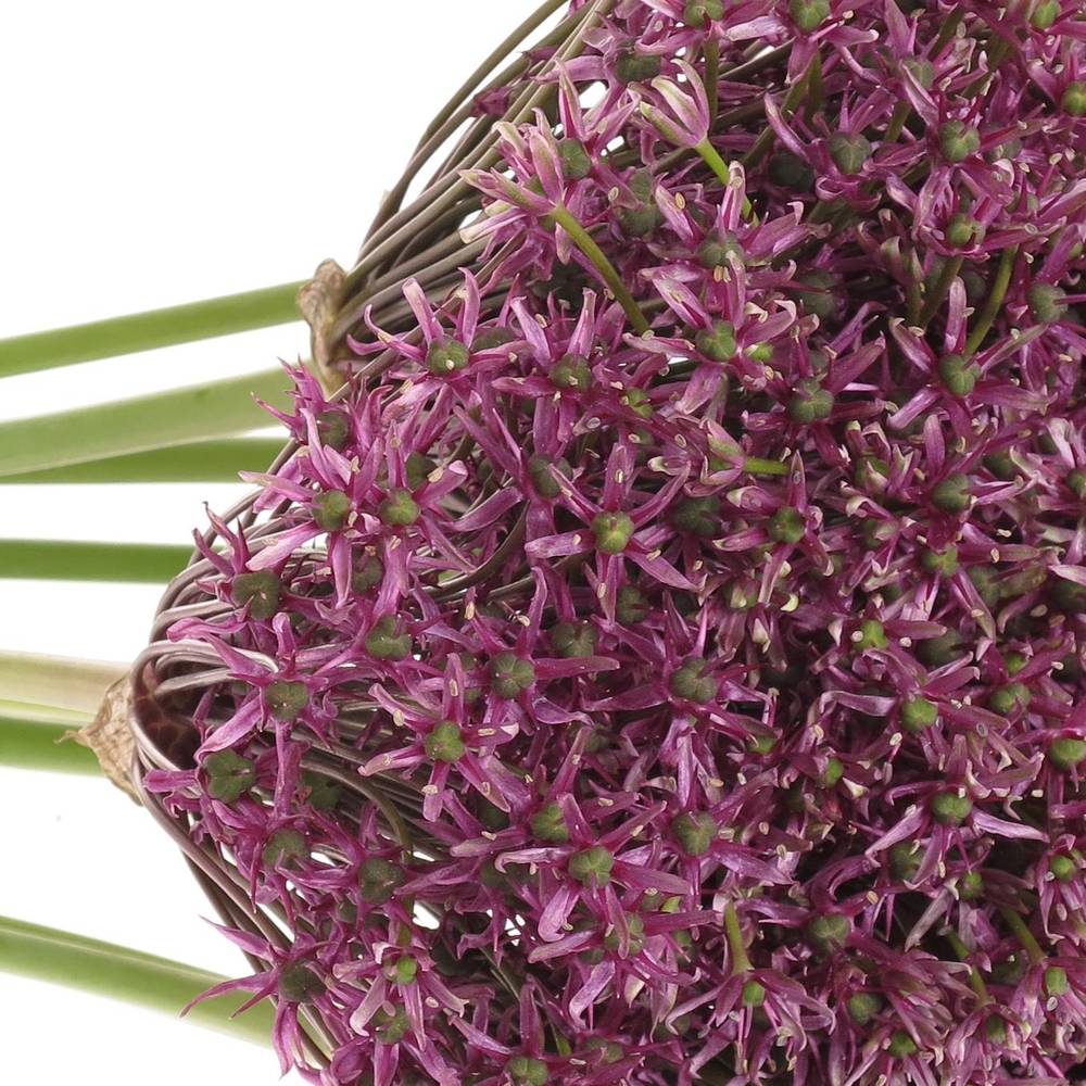 Allium lila Miami 70cm