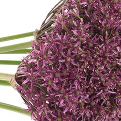 Allium lila Miami 70cm