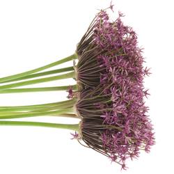 Allium lila Miami 70cm