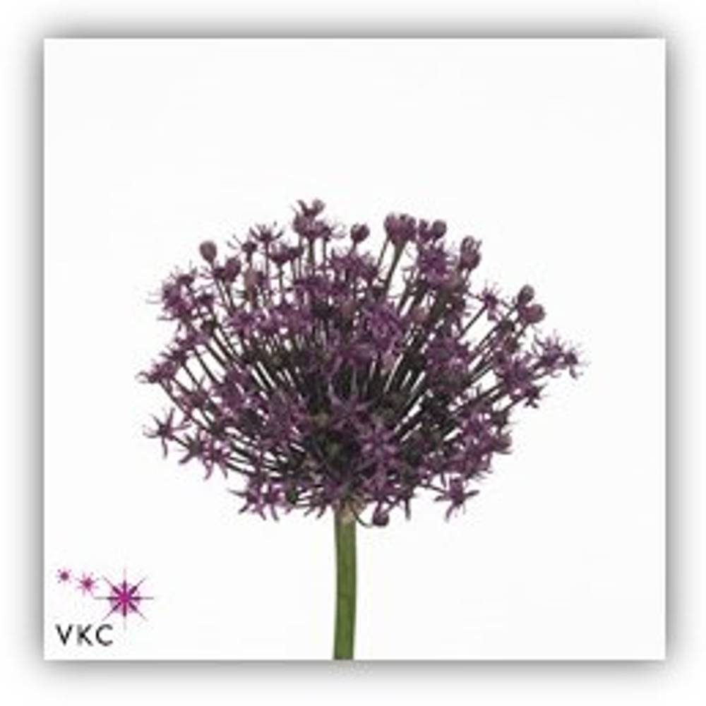 Allium lila Miami 70cm