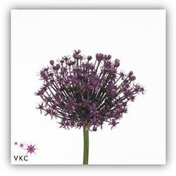 Allium lila Miami 70cm