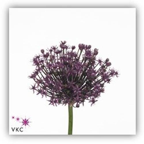 Allium lila Miami 70cm