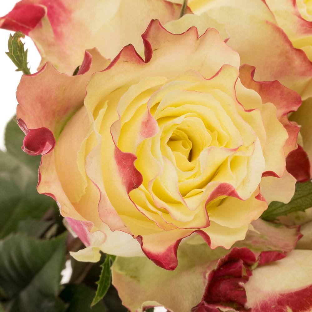 Rose creme/fuchsia Sweet Horizon 40cm