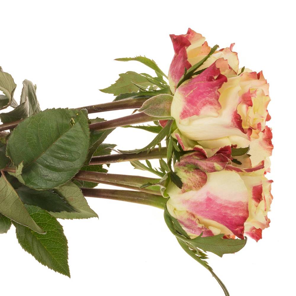 Rose creme/fuchsia Sweet Horizon 40cm