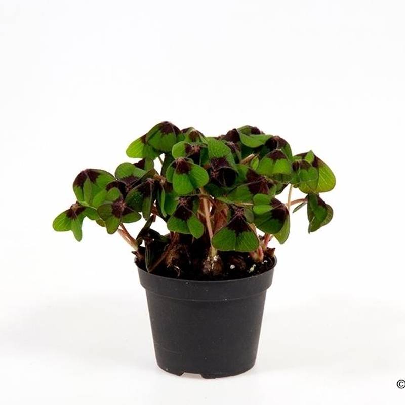 Klee 1882907 T06 H010 (Glcksklee Oxalis (silvester!!)) | Heyl -  Blumengrohandel / Floristikgrohandel