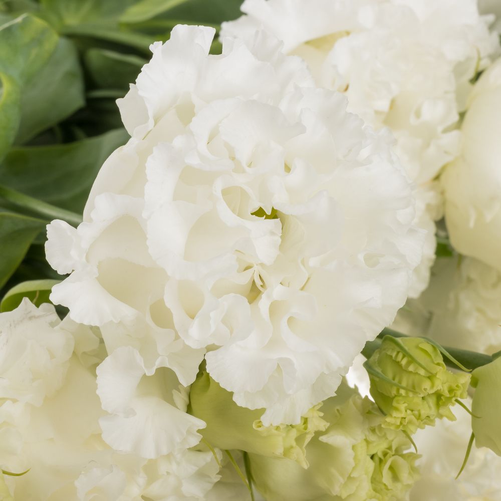 Lisianthus weiss Bigsun 5+Blüte 70cm