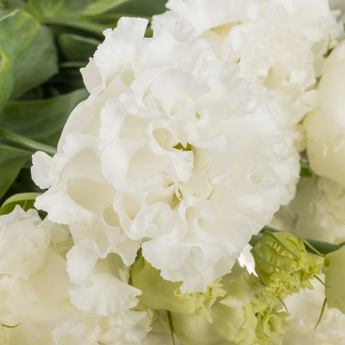 Lisianthus weiss Bigsun 5+Blüte 70cm