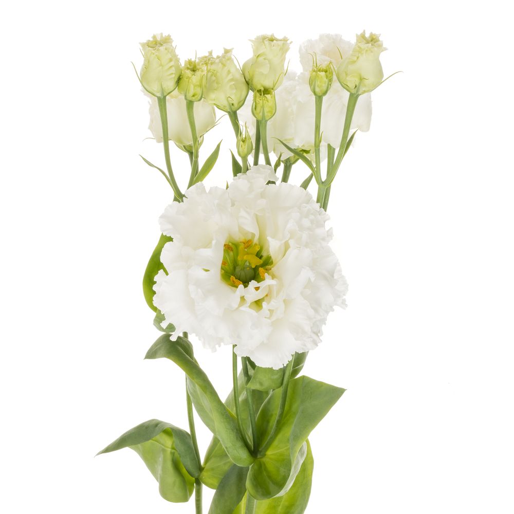 Lisianthus weiss Bigsun 5+Blüte 70cm
