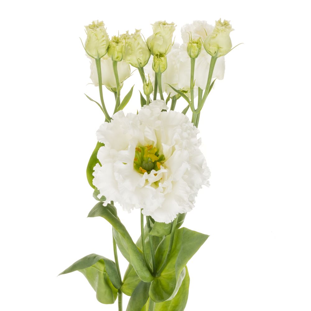 Lisianthus weiss BIGSUN 5+Blute 70cm