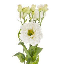 Lisianthus weiss Bigsun 5+Blüte 70cm