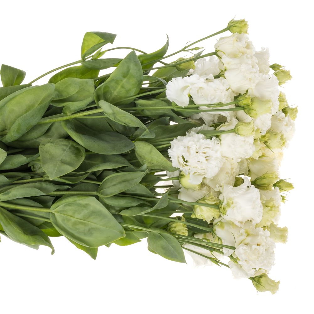 Lisianthus weiss Bigsun 5+Blüte 70cm