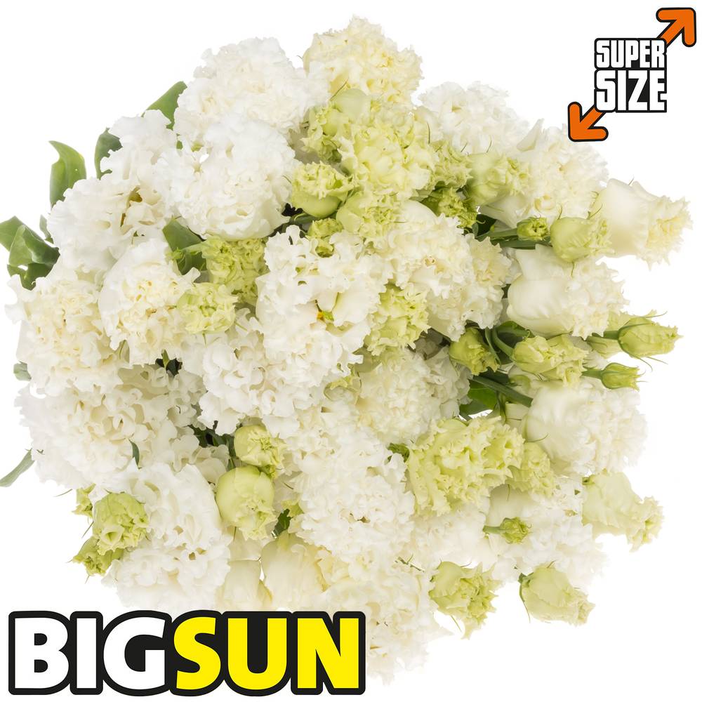 Lisianthus weiss Bigsun 5+Blüte 70cm