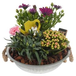 Garten Arr3873 T24 H21