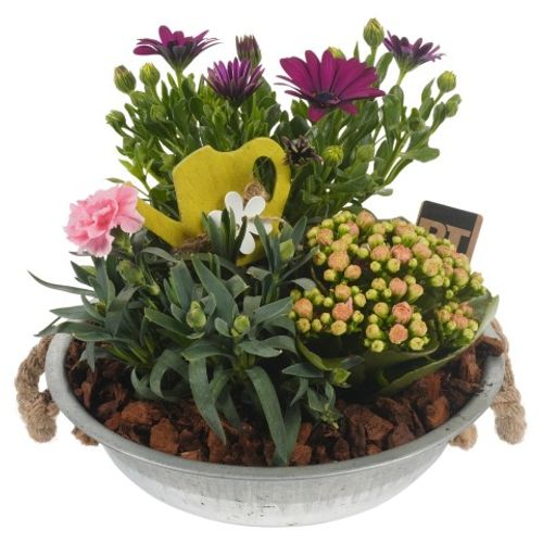 Garten Arr3873 T24 H21