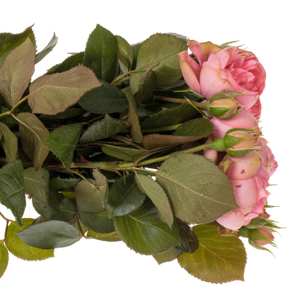Rose rosa Freiland Piano Happy 2+Blüte 50cm
