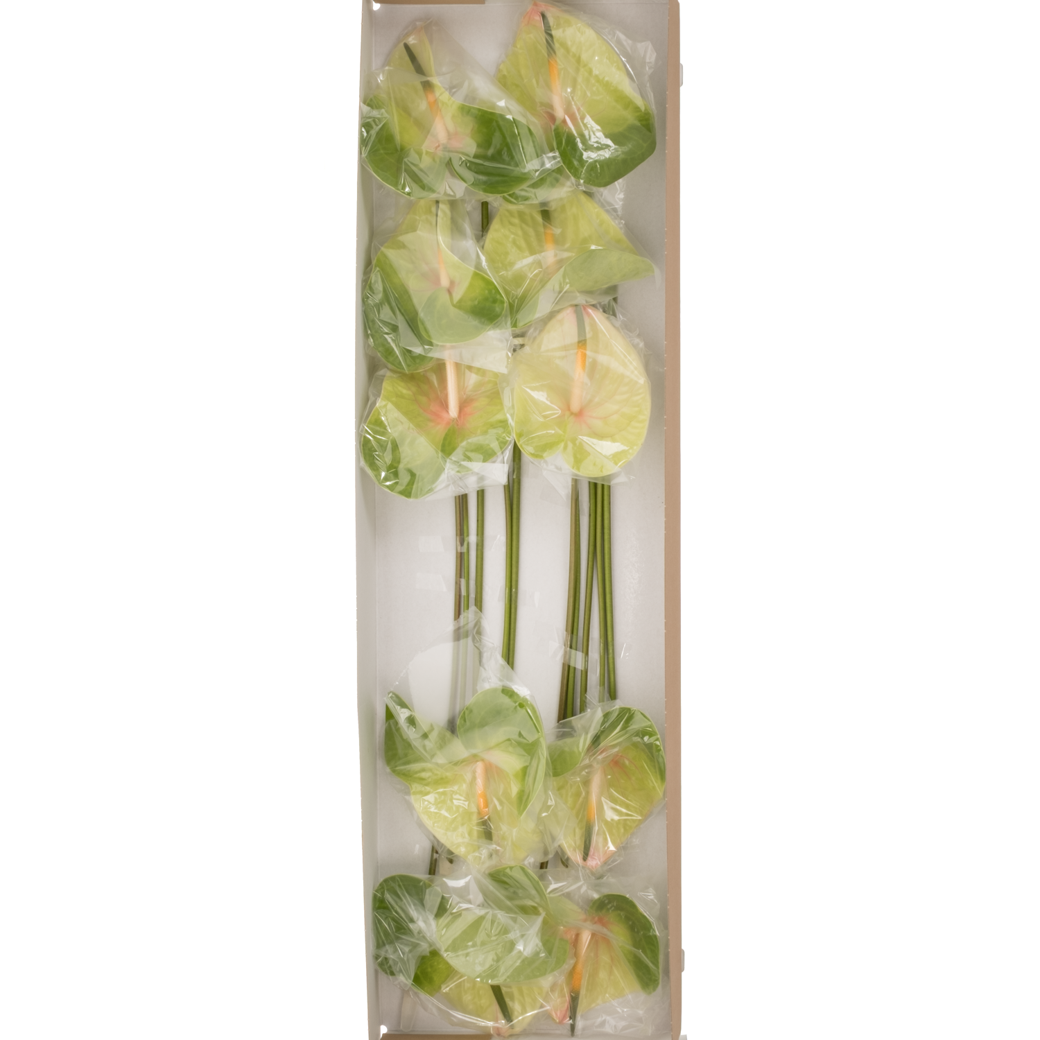 Anthurium grün Lucardi Blüte 15cm