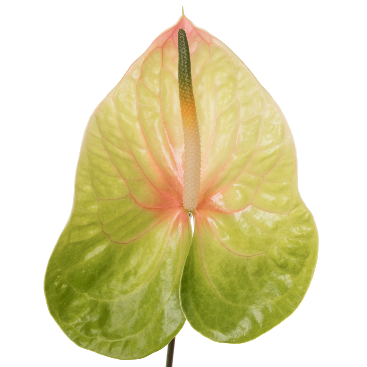 Anthurium grün Lucardi Blüte 15cm
