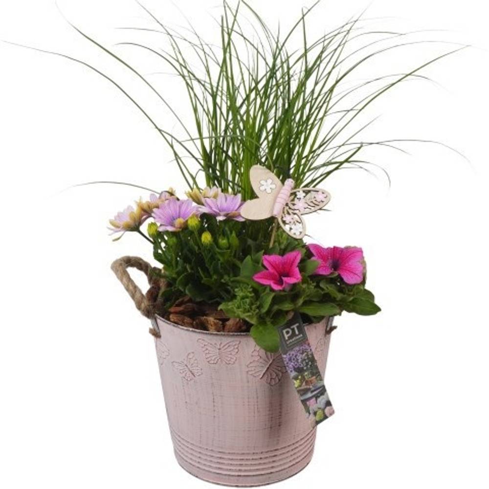 Garten.Arr PTPP6805 T19 H049