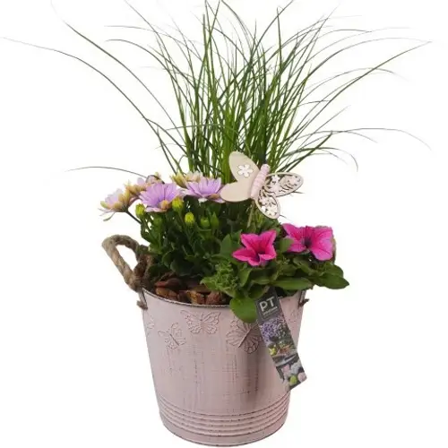 Garten.Arr PTPP6805 T19 H049