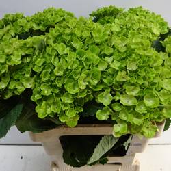Hortensie grün Bol 16cm 60cm