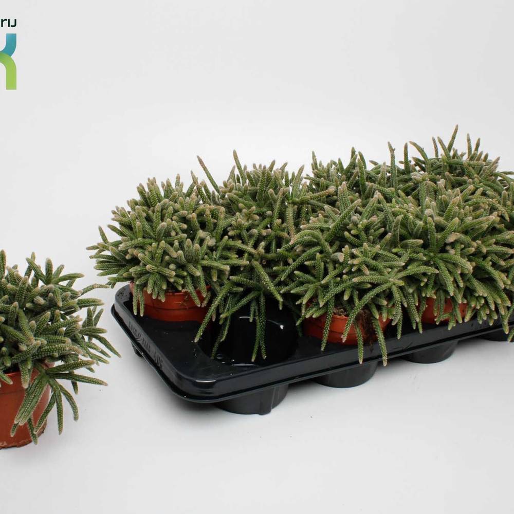 Rhipsalis Baccifera Horrida T12 H015
