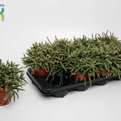 Rhipsalis Baccifera Horrida T12 H015