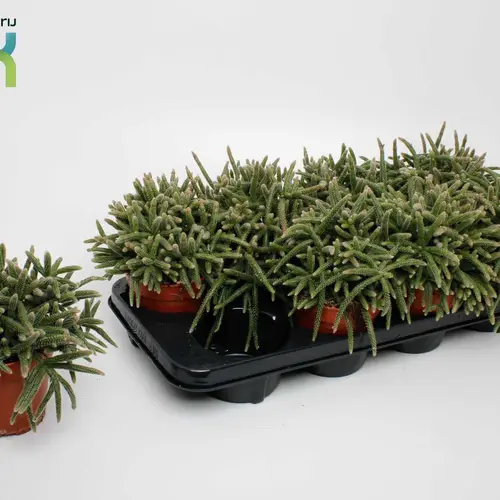 Rhipsalis Baccifera Horrida T12 H015