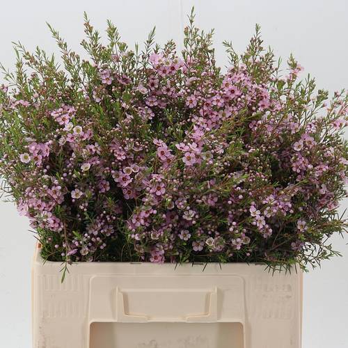 Wachsflower rosa Pink Shine 30 Gramm 55cm