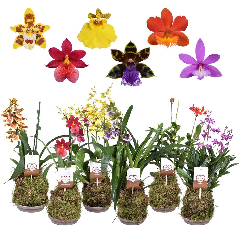 Orchid.mix Forest Schale H45