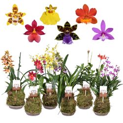 Orchid.mix Forest Schale H45
