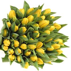 Tulpe gelb Novi Sun 28 Gramm