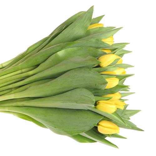 Tulpe gelb Novi Sun 28 Gramm