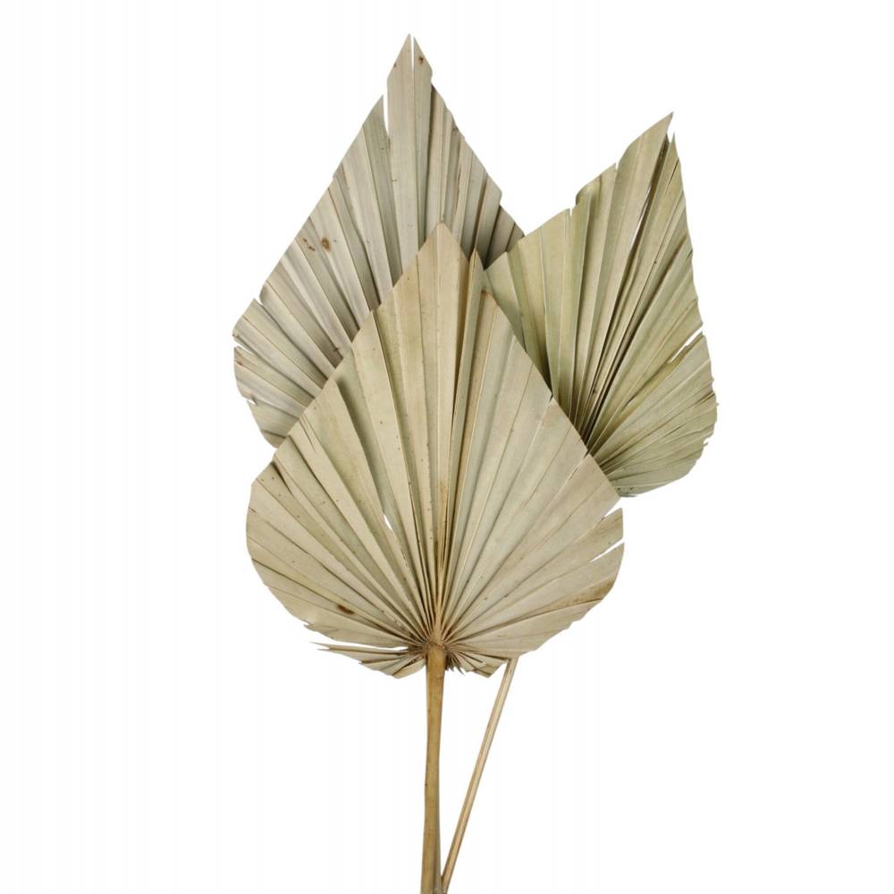 Trocken Palm Spear braun L60cm x3 
