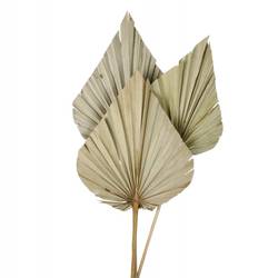 Trocken Palm Spear braun L60cm x3 