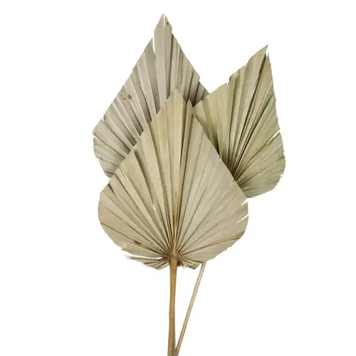 Trocken Palm Spear braun L60cm x3 