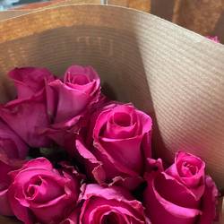 Rose fuchsia Cotton Candy 50cm