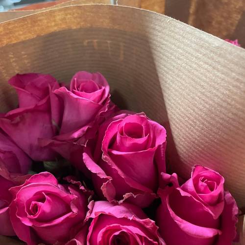 Rose fuchsia Cotton Candy 50cm