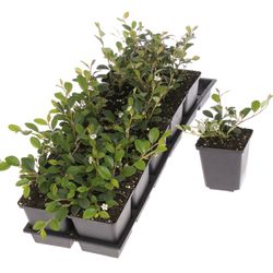 Cotoneaster Damme T09