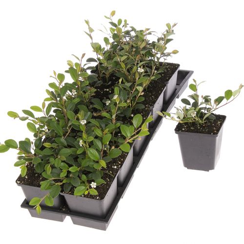 Cotoneaster Damme T09