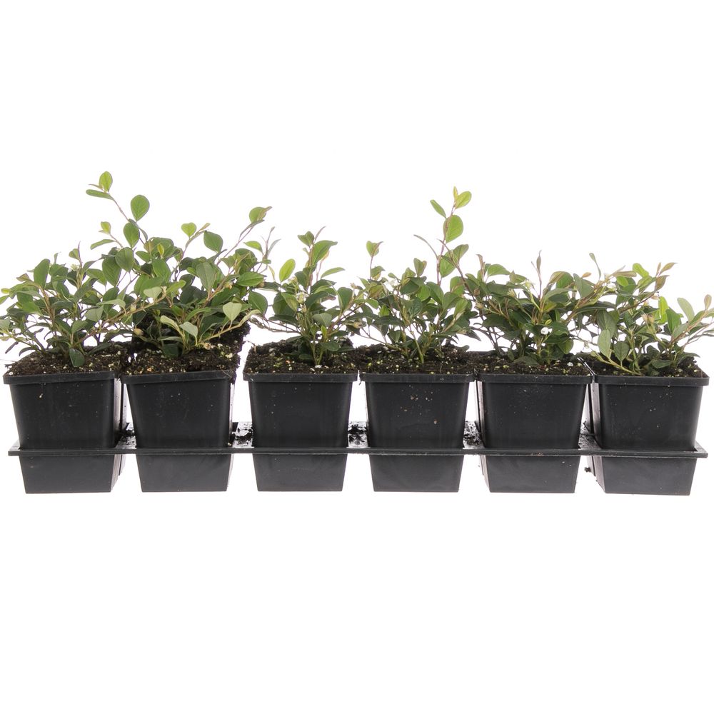 Cotoneaster Damme T09