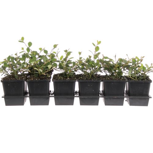 Cotoneaster Damme T09