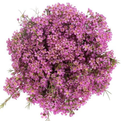 Wachsflower pink Michal 20 Gramm 50cm