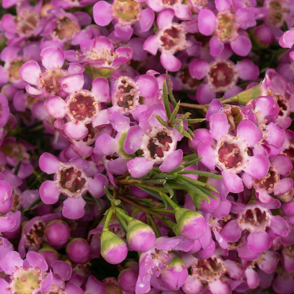 Wachsflower pink Michal 20 Gramm 50cm