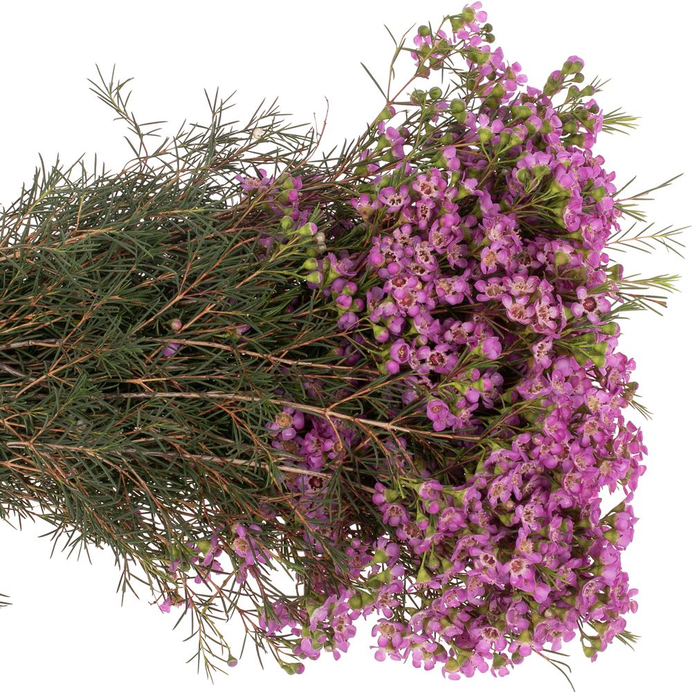 Wachsflower pink Michal 20 Gramm 50cm